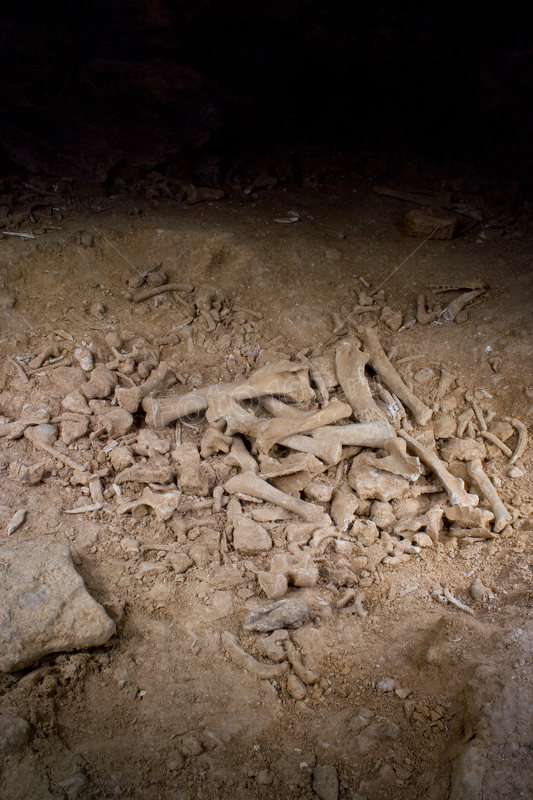 Кости древних животных в пещере Победа